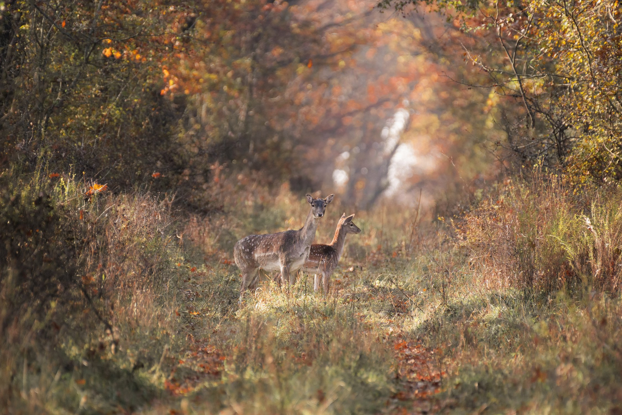 Fall fallow deer in the Rostov region - Fallow deer, Artiodactyls, Wild animals, wildlife, Rostov region, The photo, beauty of nature, Autumn, October, Forest, The national geographic, wonderful moments