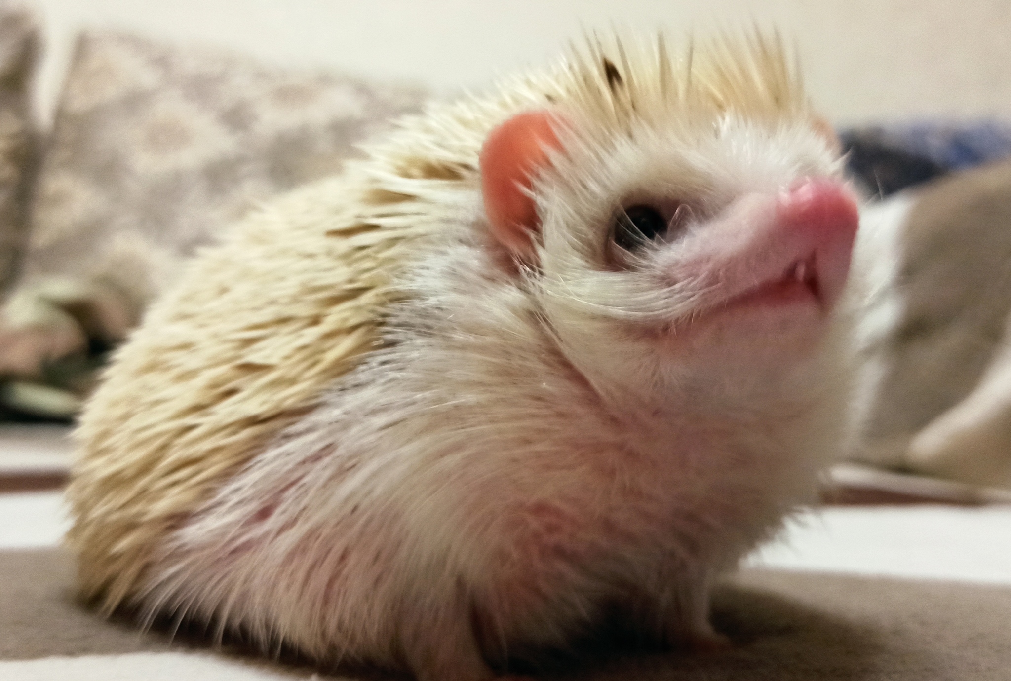 Ze - My, Hedgehog, African pygmy hedgehog, Albino, Athanasius, The