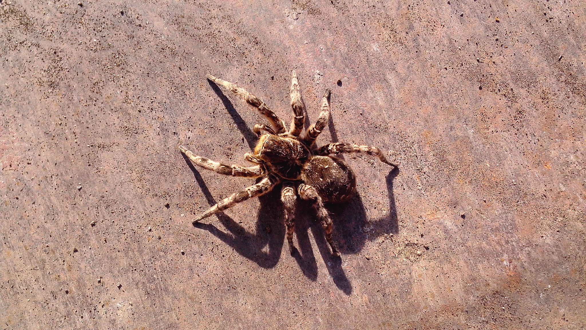 Post for spider lovers - My, Spider, Tarantula, South Russian tarantula, The photo, Mobile photography, Photo on sneaker, Arachnophobia