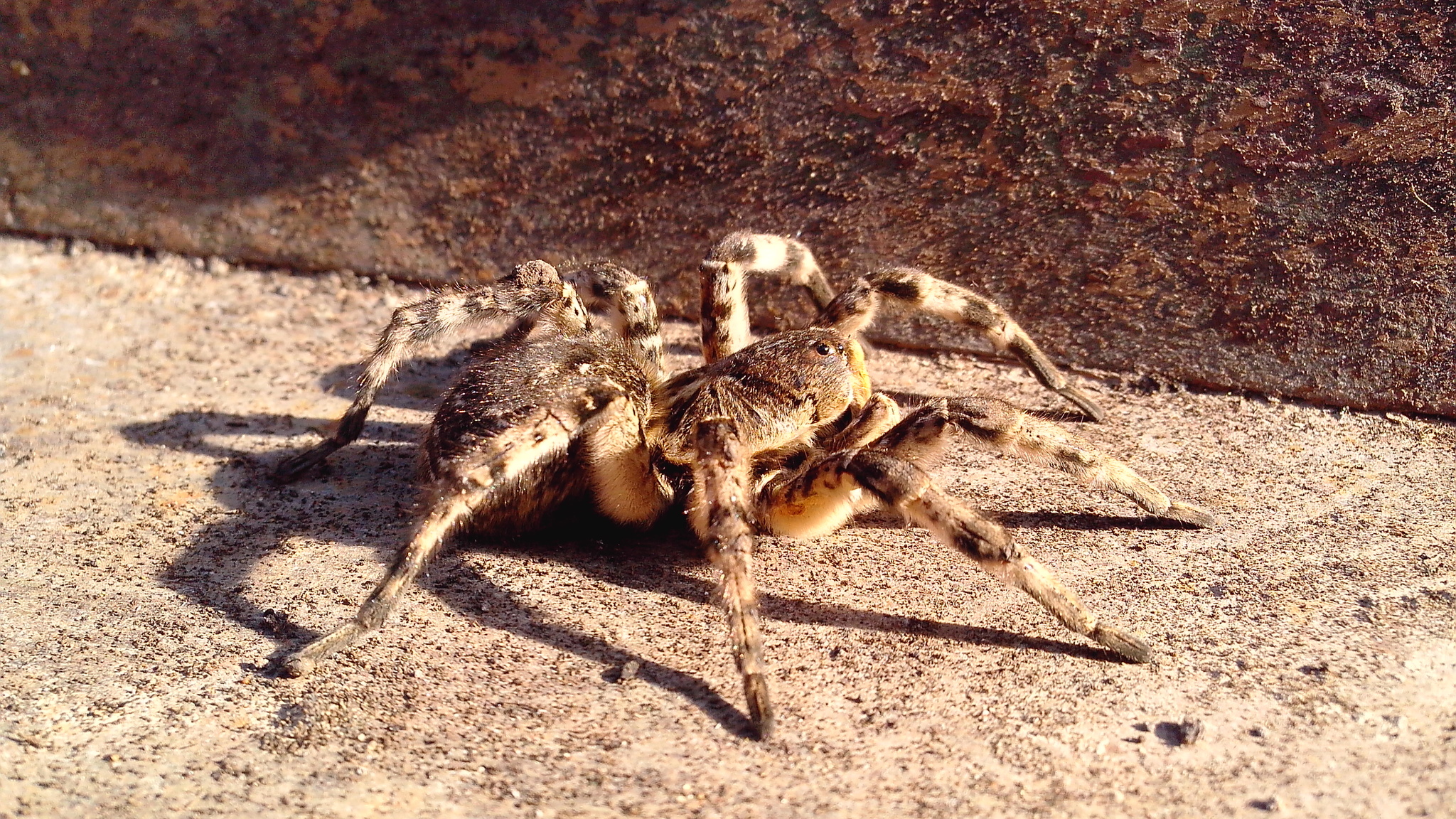 Post for spider lovers - My, Spider, Tarantula, South Russian tarantula, The photo, Mobile photography, Photo on sneaker, Arachnophobia