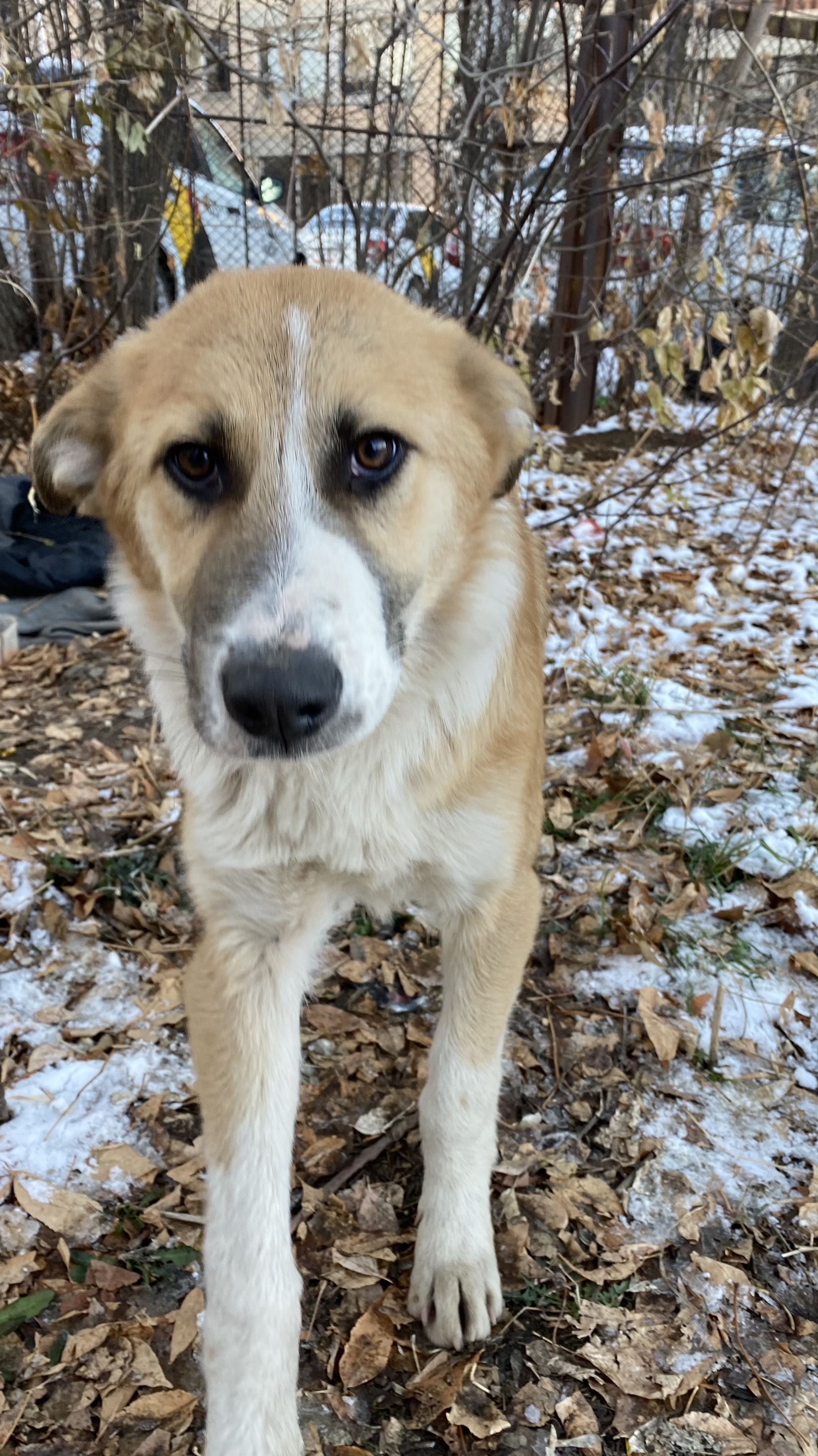 Help post - My, Shelter, Found a dog, Longpost, Dog, No rating, In good hands, Chelyabinsk region, Help, Chelyabinsk
