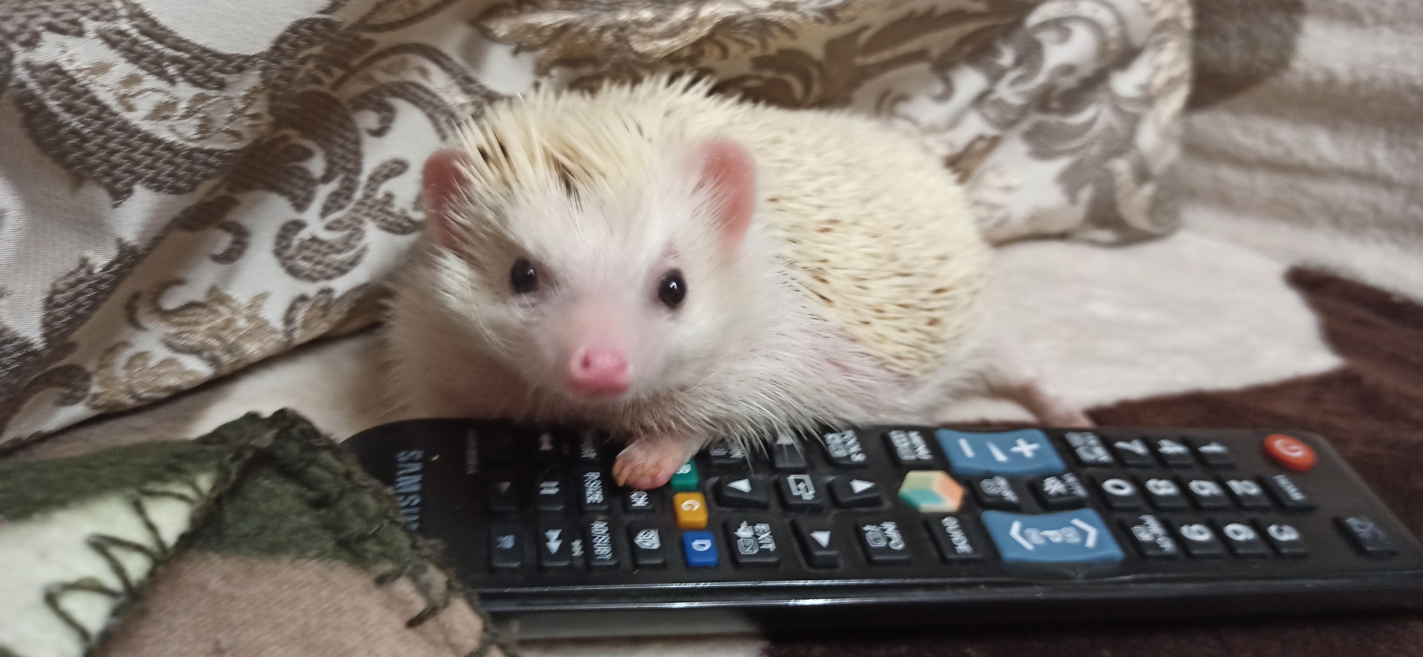 So switch quickly, I said - My, Hedgehog, African pygmy hedgehog, Albino, Athanasius, The television