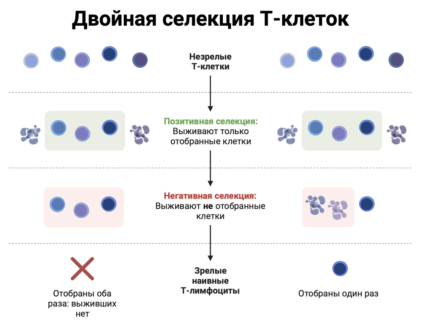 Про иммунитет, рак и аллергию, часть третья: анатомия - Моё, Биология, Иммунитет, Наука, Длиннопост