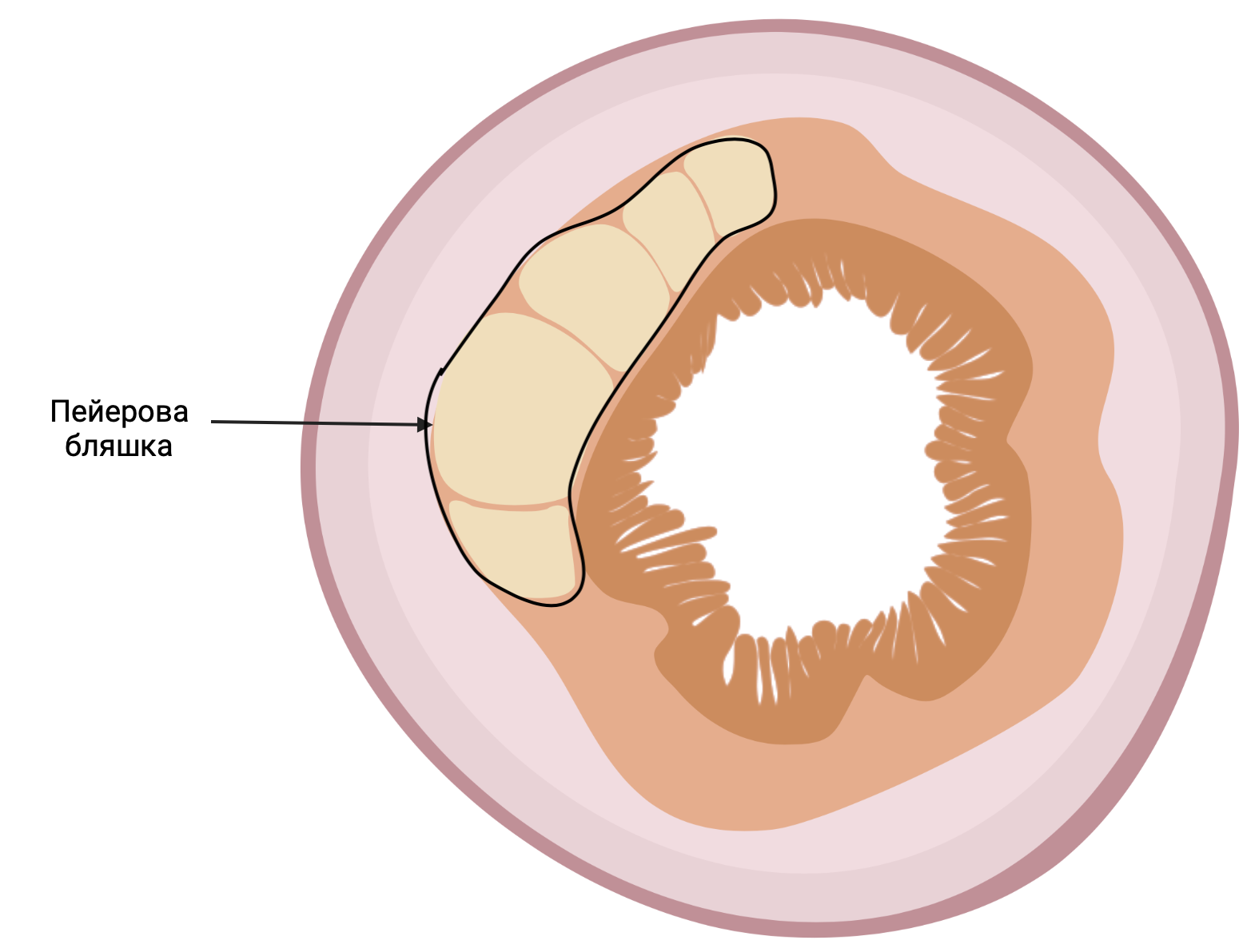 About immunity, cancer and allergies, part three: anatomy - My, Biology, Immunity, The science, Longpost