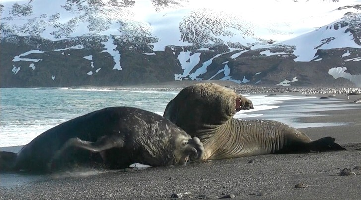 Clash of the Titans - Elephant seal, Predatory animals, Wild animals, The photo, Around the world, Island, South Georgia, Atlantic, Great Britain, wildlife, Duel, Marine life, Pinnipeds, Longpost, Seal