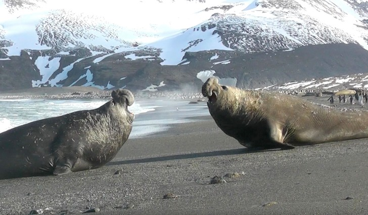 Clash of the Titans - Elephant seal, Predatory animals, Wild animals, The photo, Around the world, Island, South Georgia, Atlantic, Great Britain, wildlife, Duel, Marine life, Pinnipeds, Longpost, Seal