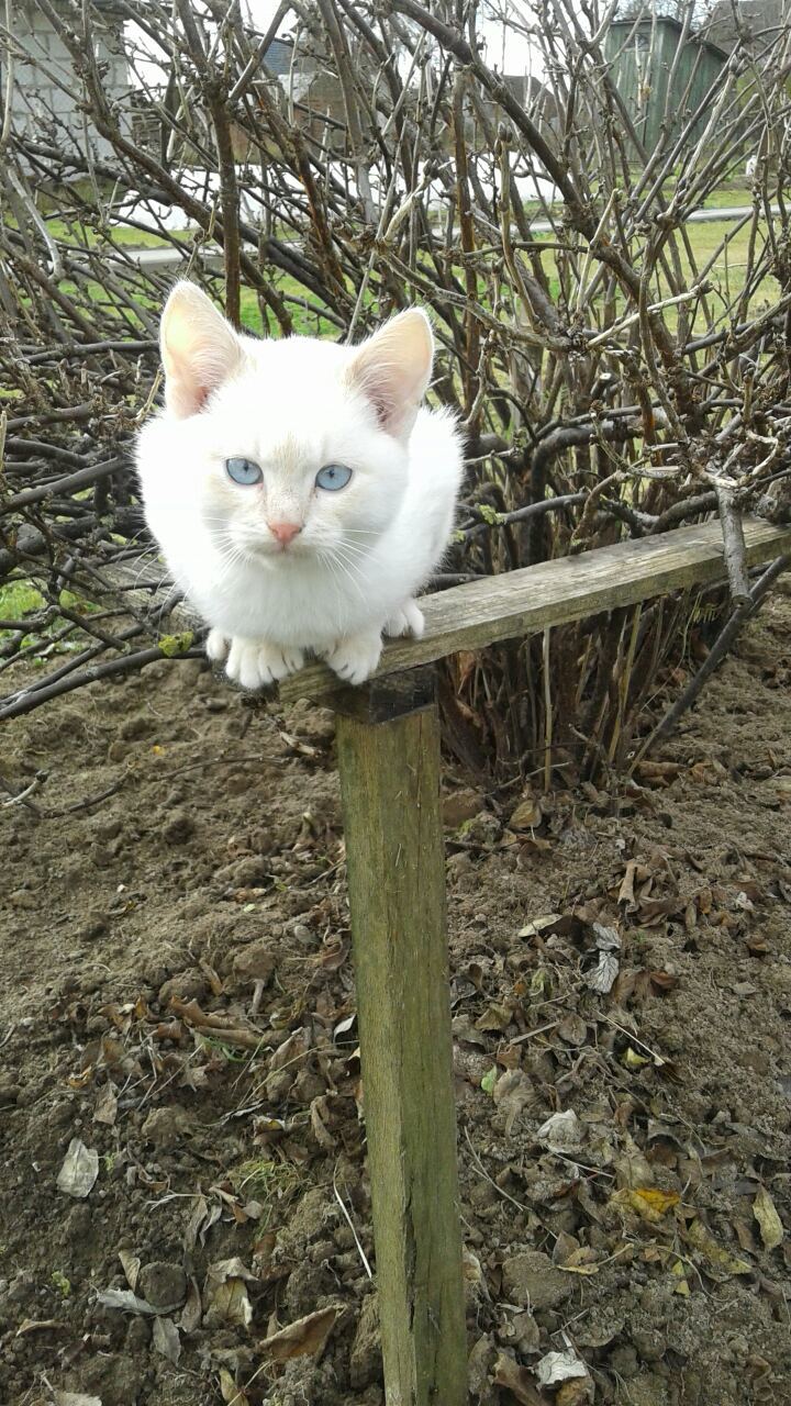 Distribution of kittens from the dacha. - My, No rating, Kittens, Pets, Video, Longpost, In good hands, cat, Minsk