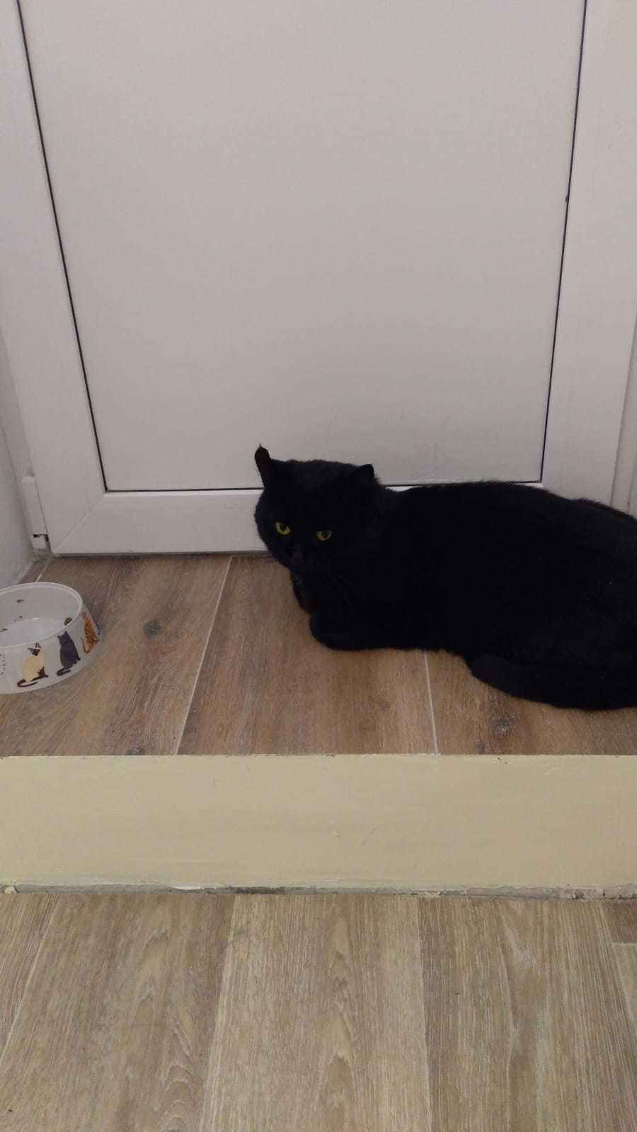 The cat is looking for a home - My, Samara, Found a cat, Lost, Longpost, cat