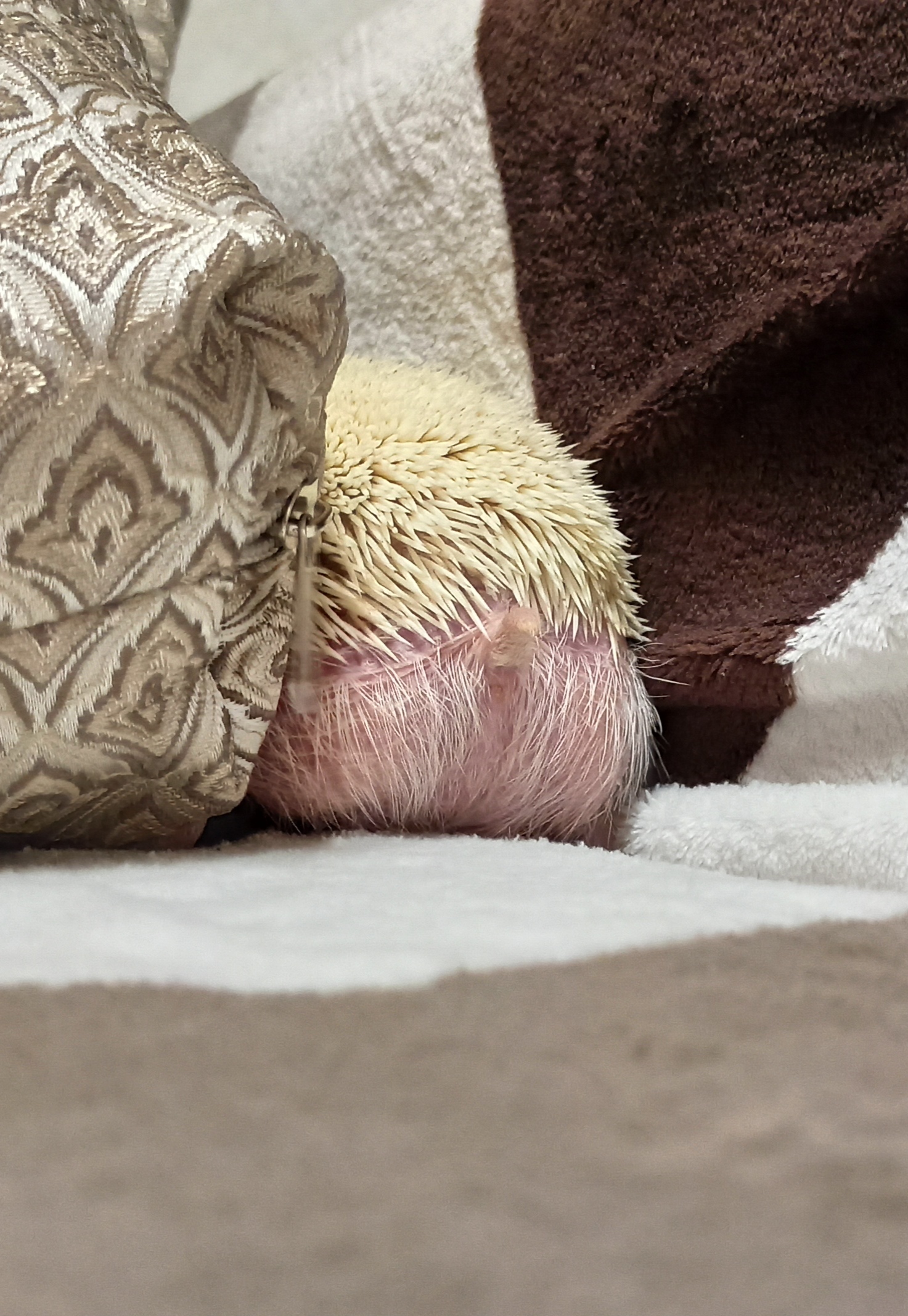 Scroll further - My, Hedgehog, African pygmy hedgehog, Albino, Athanasius, Hide and seek, Morning is never good