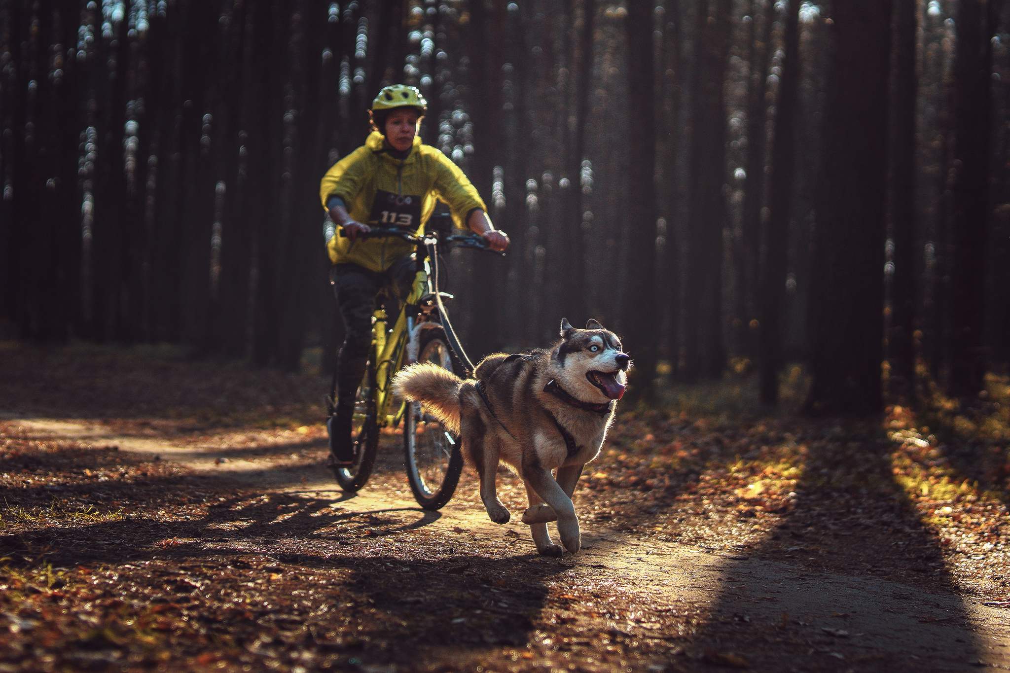 Bike, pull and hash - My, Husky, Bikejoring, Riding sports, Autumn, Forest