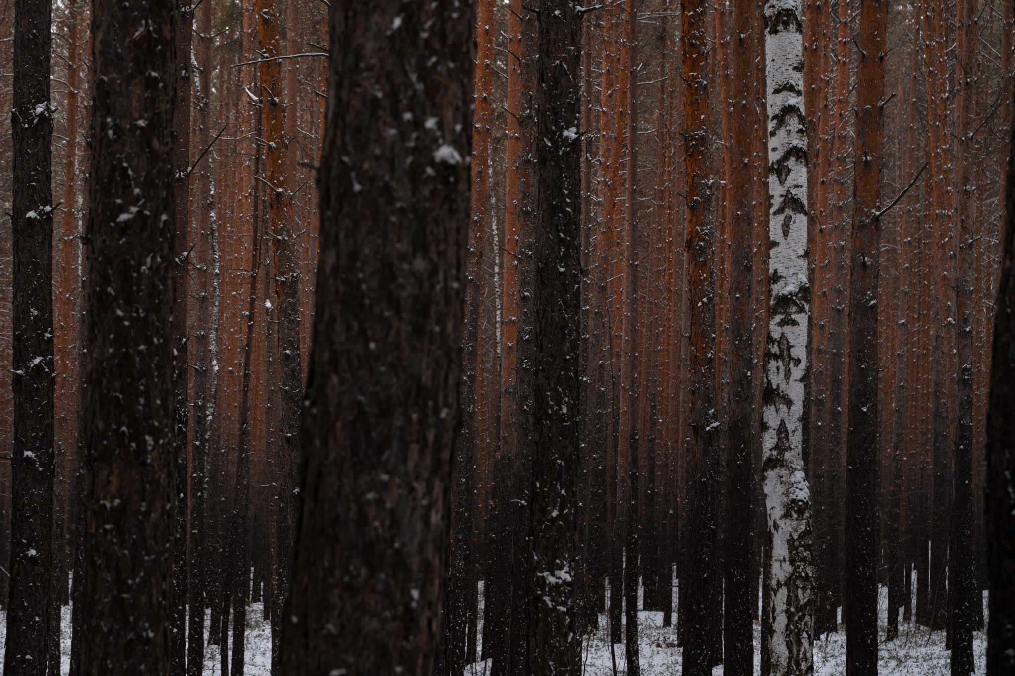 forest contrast - My, The photo, Forest, Pine