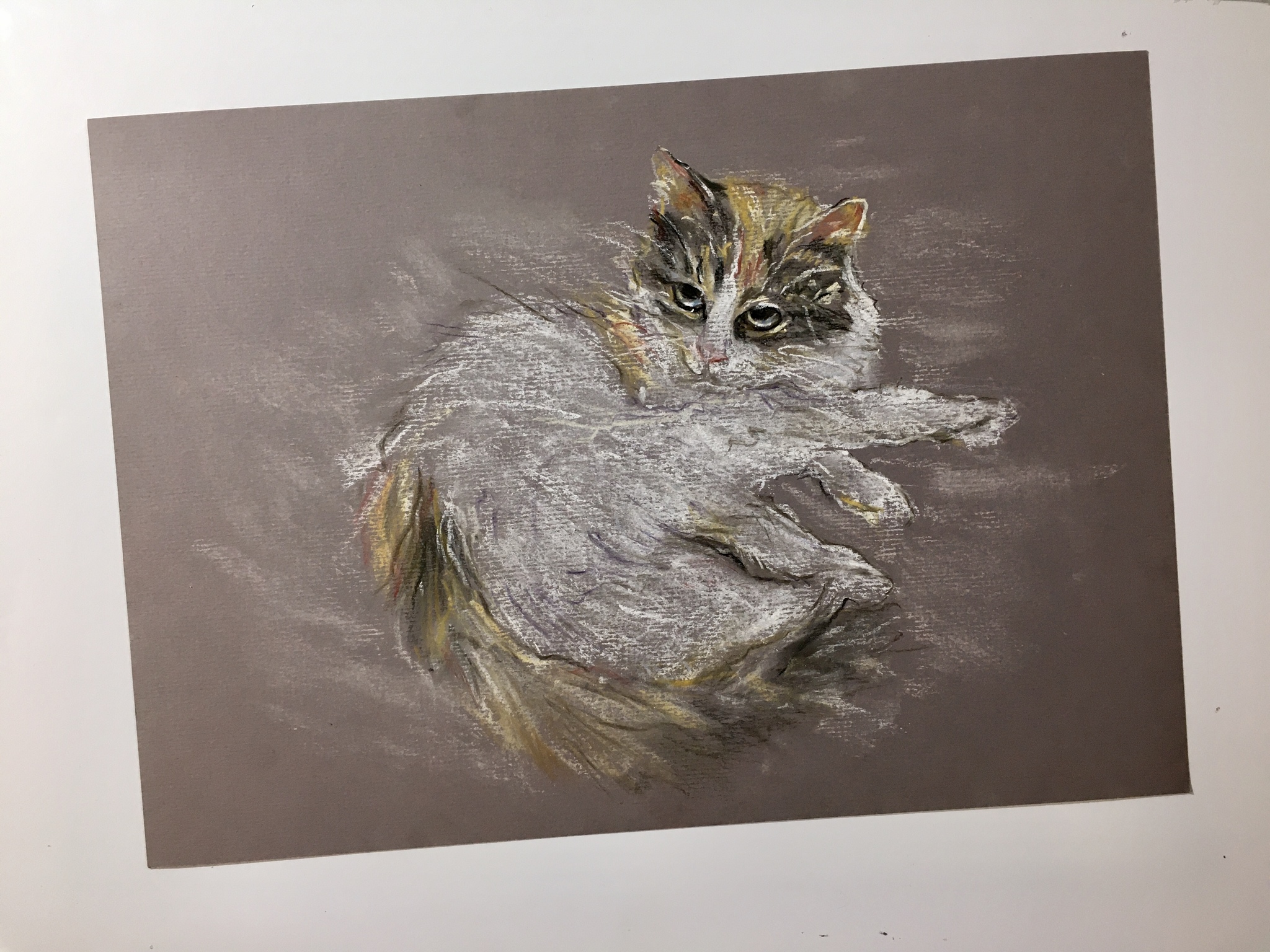 A 4 format in crayons - My, Pets, cat, Big cats, Paper, Colour pencils, Art, Drawing, Longpost