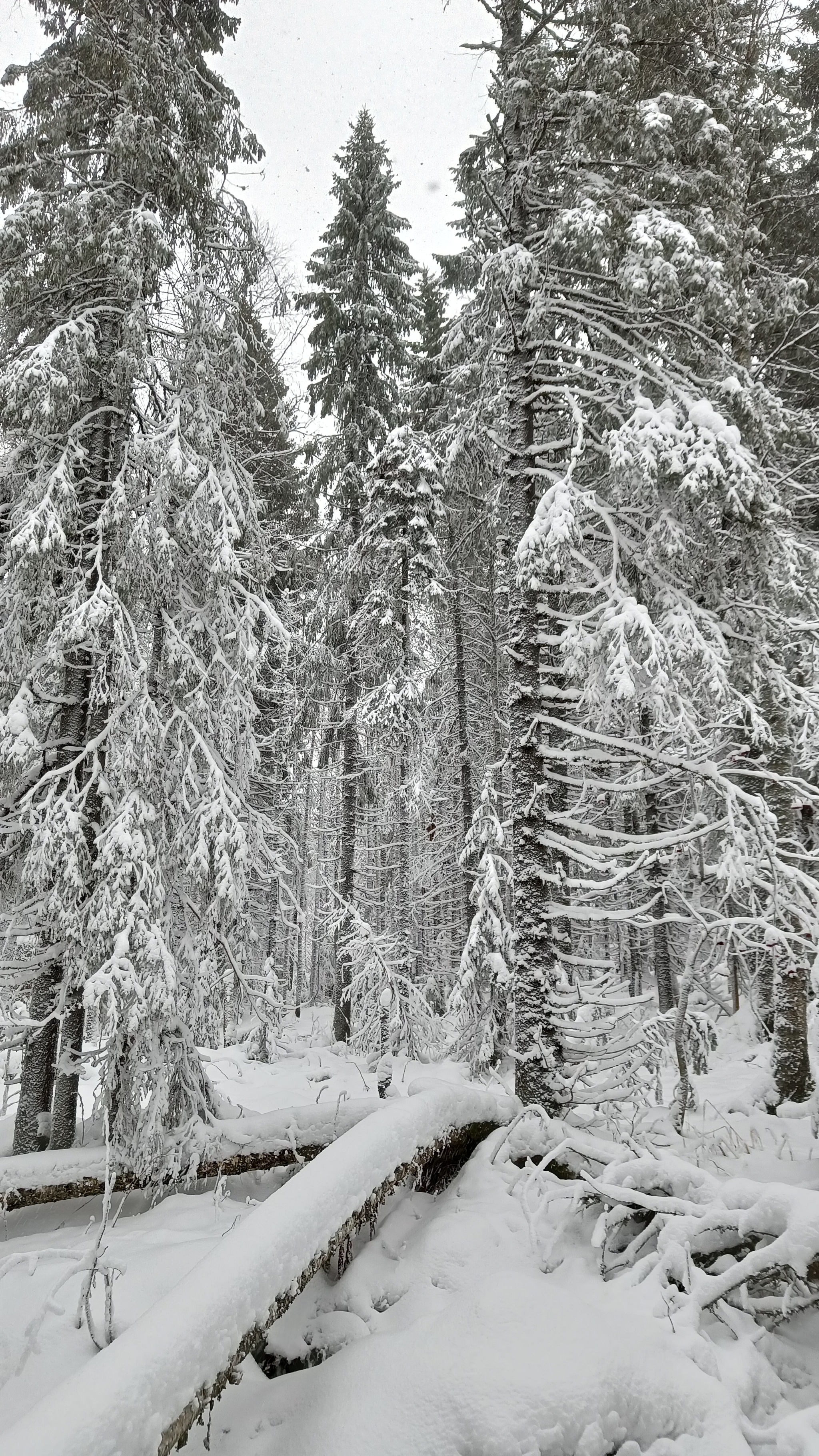 3 days - 3 seasons - My, Mobile photography, Winter, The nature of Russia, Landscape, Snow, Snowfall, Polyudov Stone, Vetlan, Commemorated Stone, Longpost