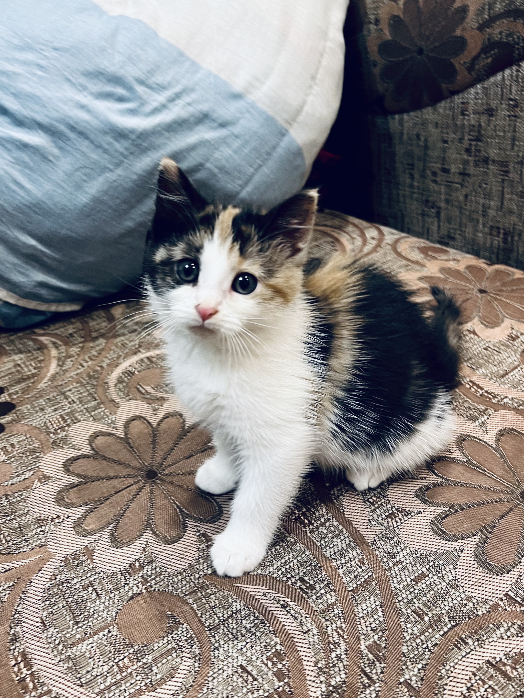 Another kitten from an elusive stray cat. Hands down - My, cat, Kittens, In good hands, Saint Petersburg, Leningrad region, No rating, Animal Rescue, Helping animals, Pets, Homeless animals, Help, Good deeds, Fluffy, Video, Longpost