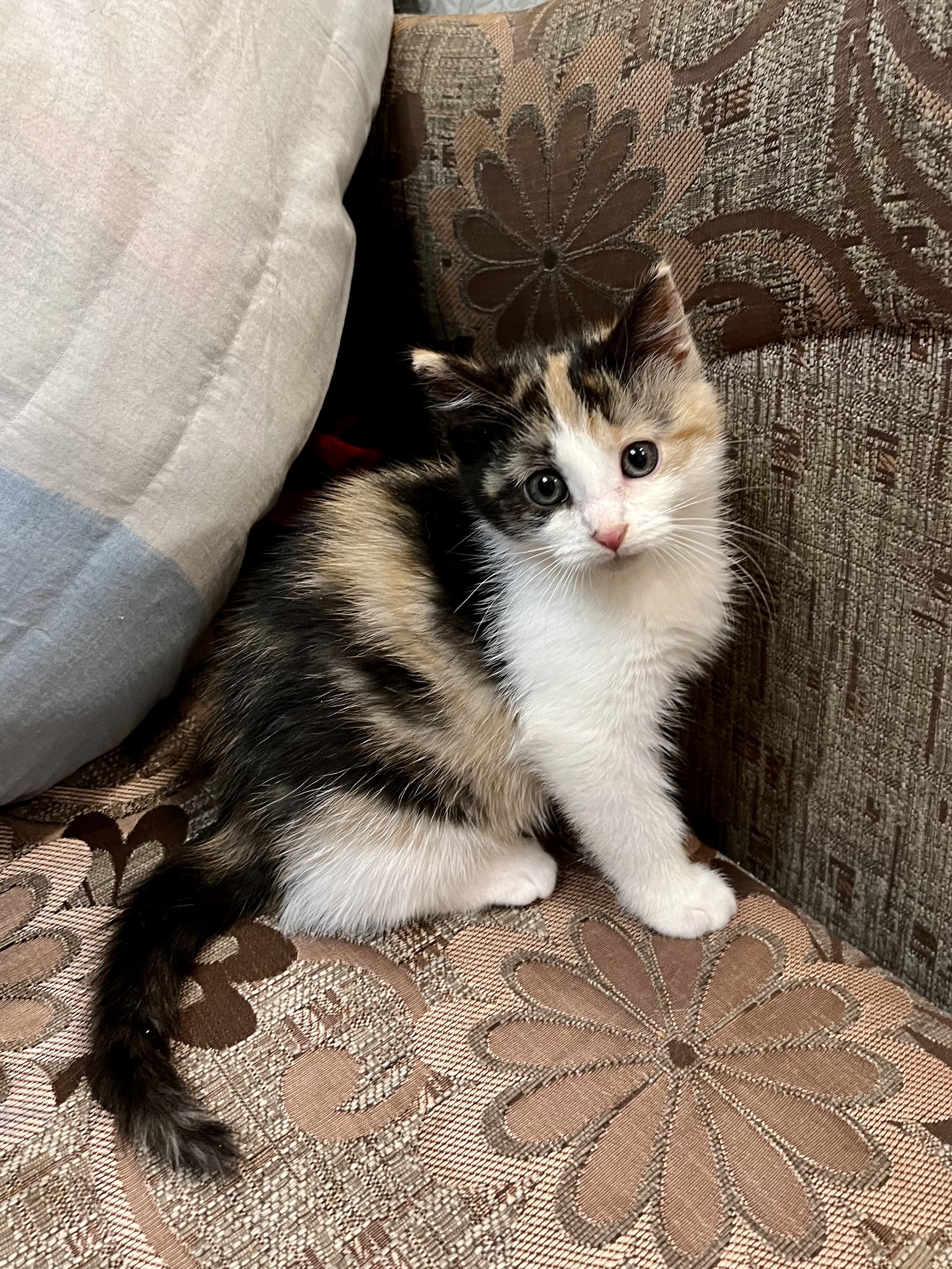 Another kitten from an elusive stray cat. Hands down - My, cat, Kittens, In good hands, Saint Petersburg, Leningrad region, No rating, Animal Rescue, Helping animals, Pets, Homeless animals, Help, Good deeds, Fluffy, Video, Longpost