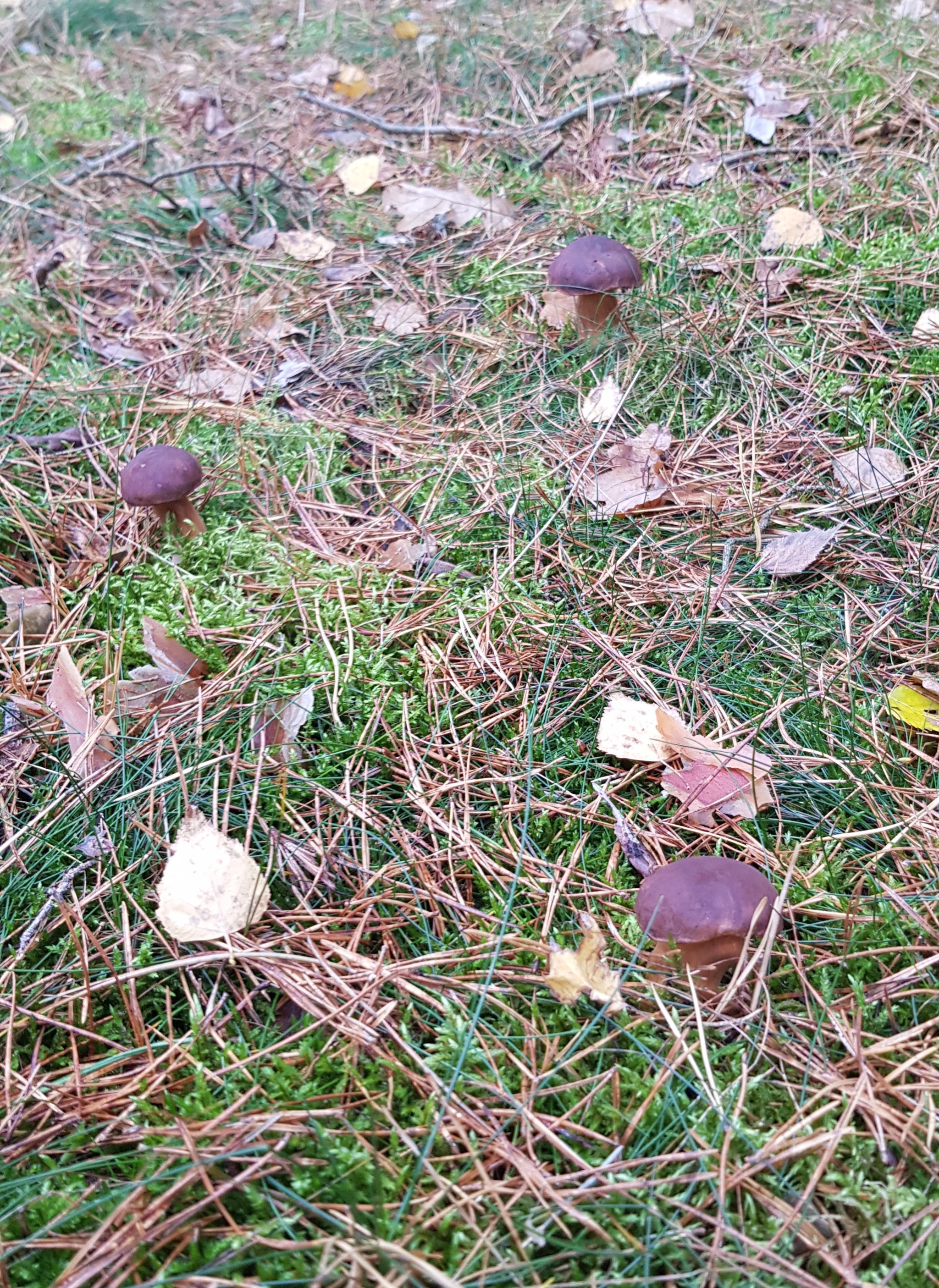 Polish mushrooms in November - My, Germany, Saxony-Anhalt, Mushrooms, Silent hunt, Longpost