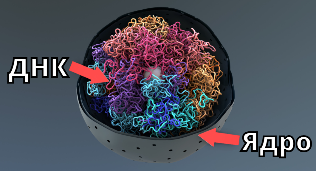 A little about the Synthia project or how scientists plan to solve global problems with the help of small bacteria - The science, Biology, Nauchpop, Video, Longpost