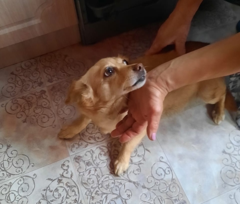 A small dog that is suffering a lot from the current owner urgently needs a home - My, Dog, In good hands, Helping animals, Moscow, No rating, Longpost