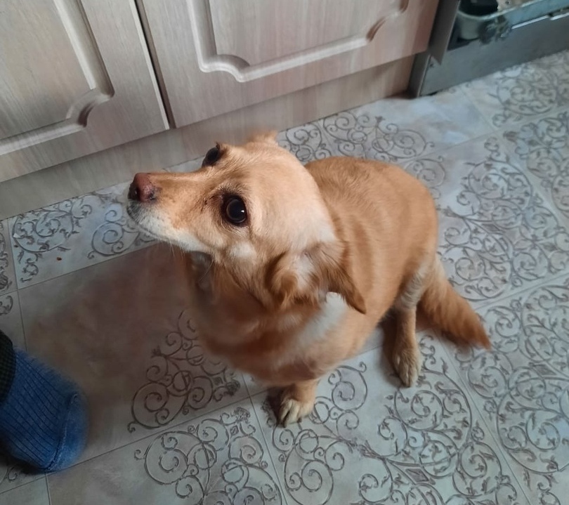 A small dog that is suffering a lot from the current owner urgently needs a home - My, Dog, In good hands, Helping animals, Moscow, No rating, Longpost