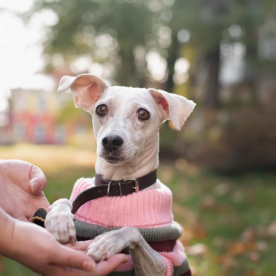 Shani looking for a home - My, Moscow, Moscow region, Animal shelter, Dog, No rating, In good hands, Pets, Longpost