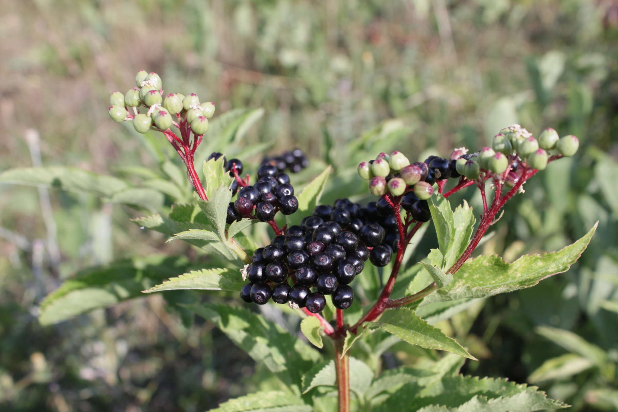 Elder - My, Berries, Elder, Longpost