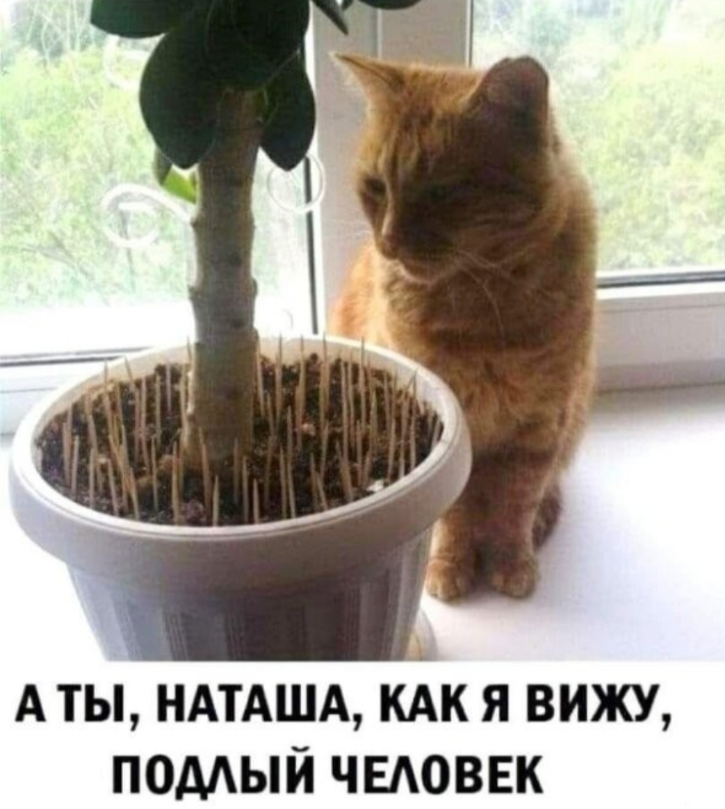 Эх, Наташа... | Пикабу