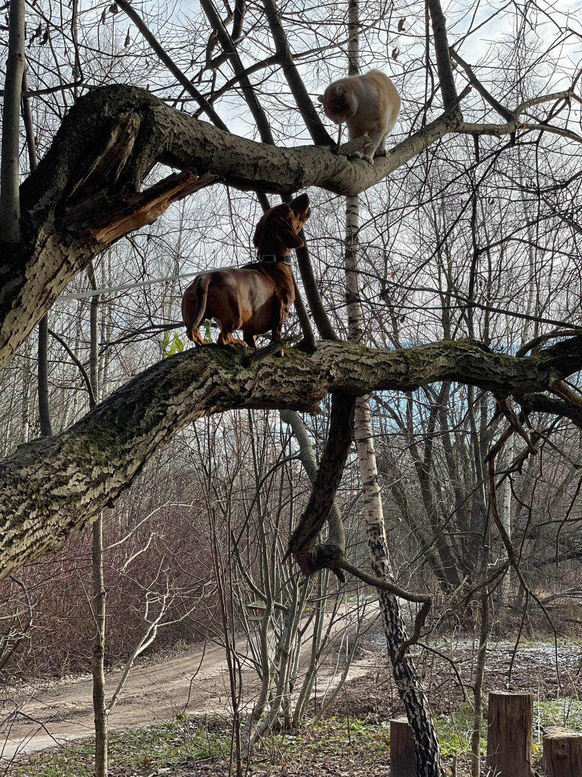 If the dachshund had wings - My, Dachshund, Dogs versus cats, Pets, Video, Longpost