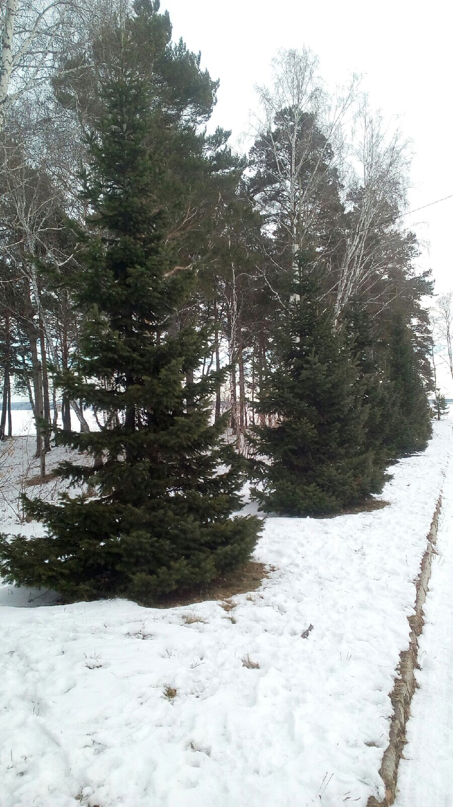 Song of Ice - My, Novosibirsk, Ob Reservoir, Ice, freezing, The park, Christmas trees, Sky, Mobile photography, Longpost