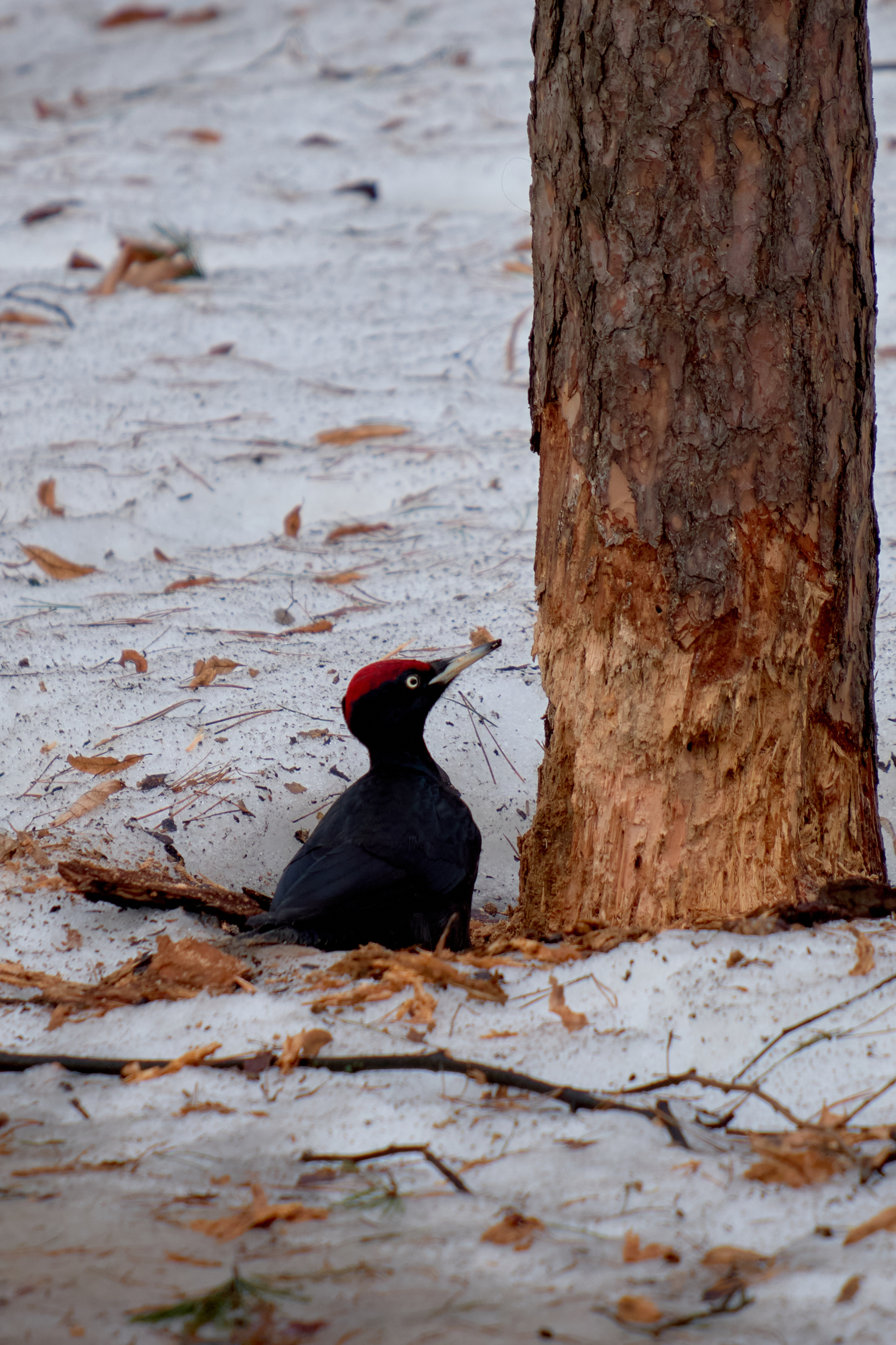 Reply to the post The world around us. - My, Birds, Ornithology, Walk, Nature, The nature of Russia, Photo hunting, The photo, Reply to post, Longpost