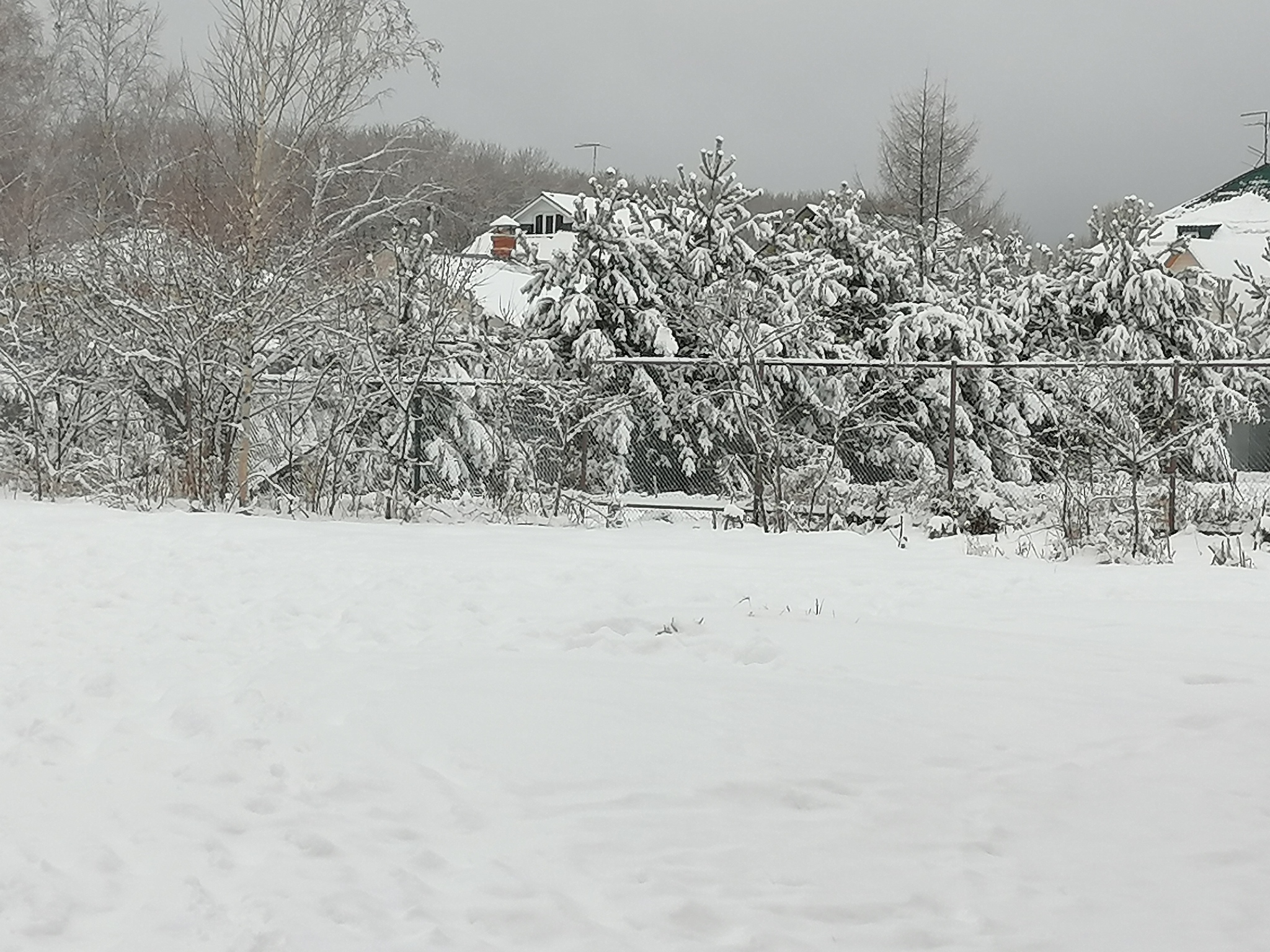 Winter - My, Winter, Snow, Landscape, Дальний Восток, Longpost, Dog