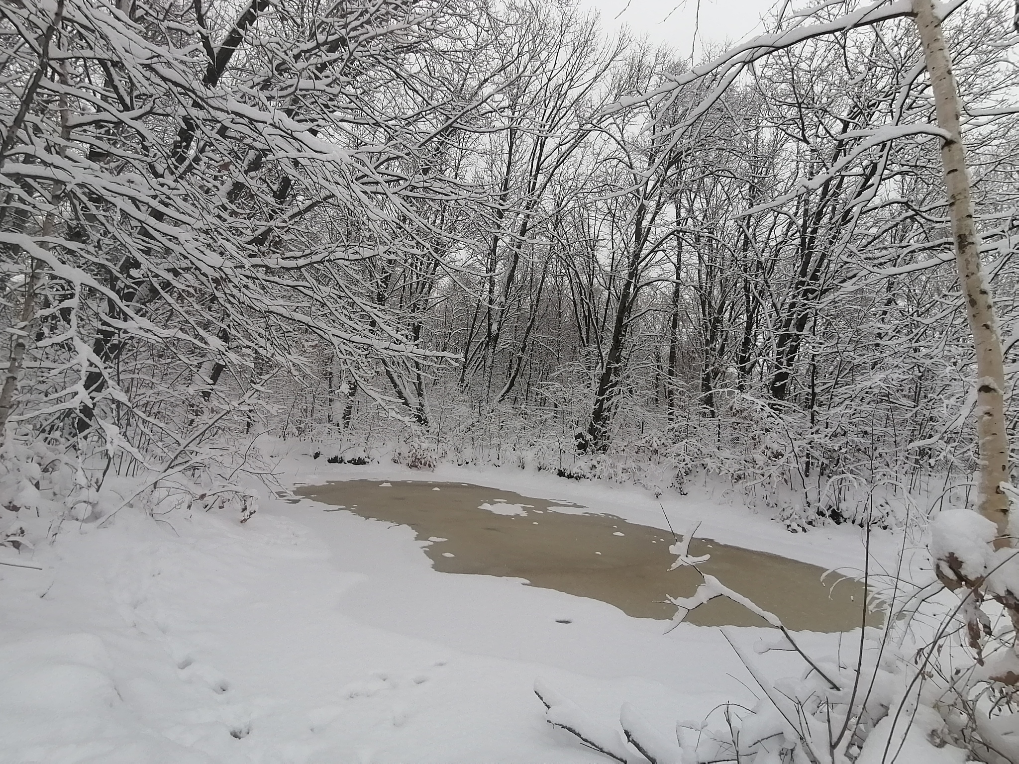 Winter - My, Winter, Snow, Landscape, Дальний Восток, Longpost, Dog