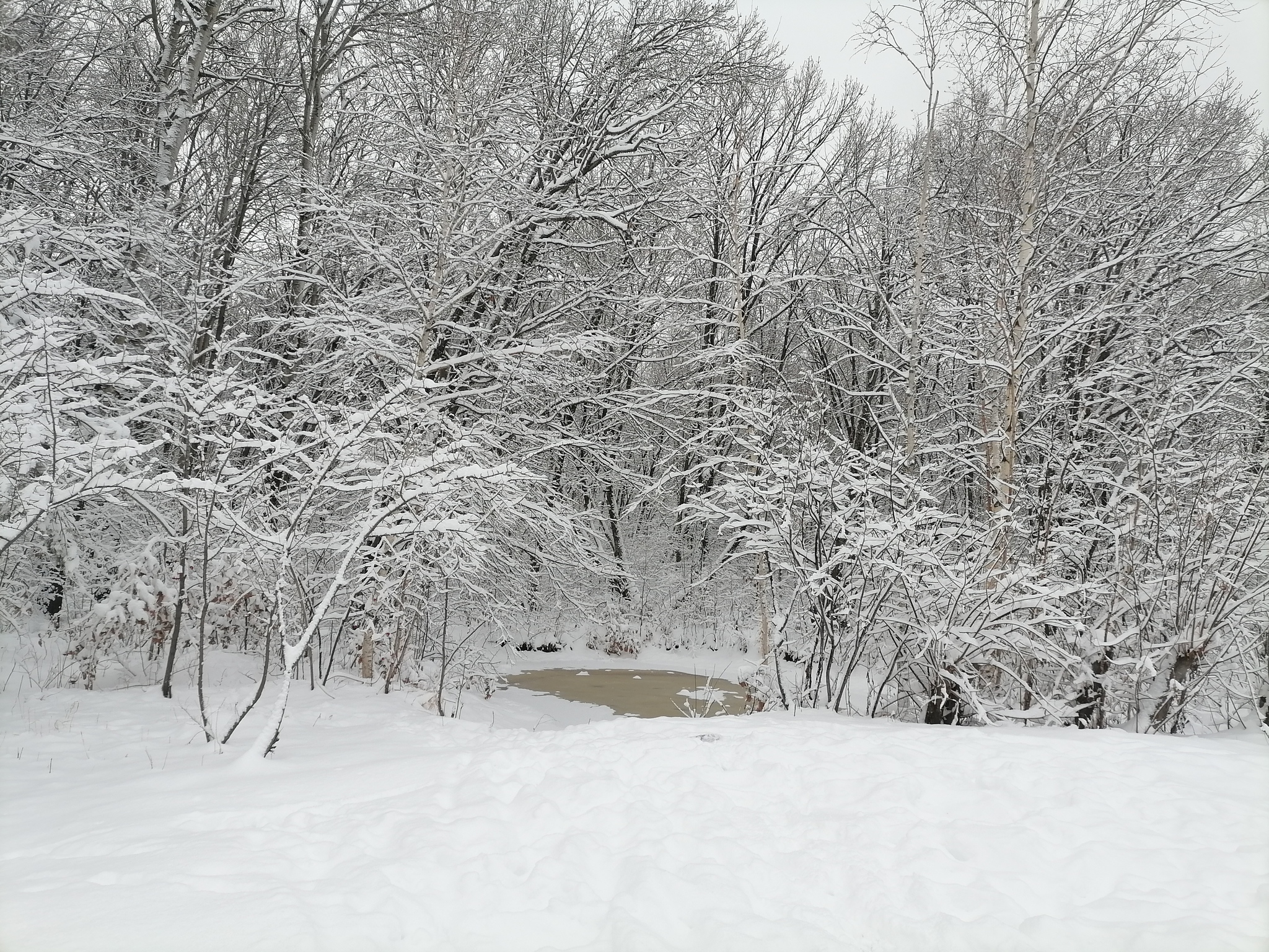 Winter - My, Winter, Snow, Landscape, Дальний Восток, Longpost, Dog