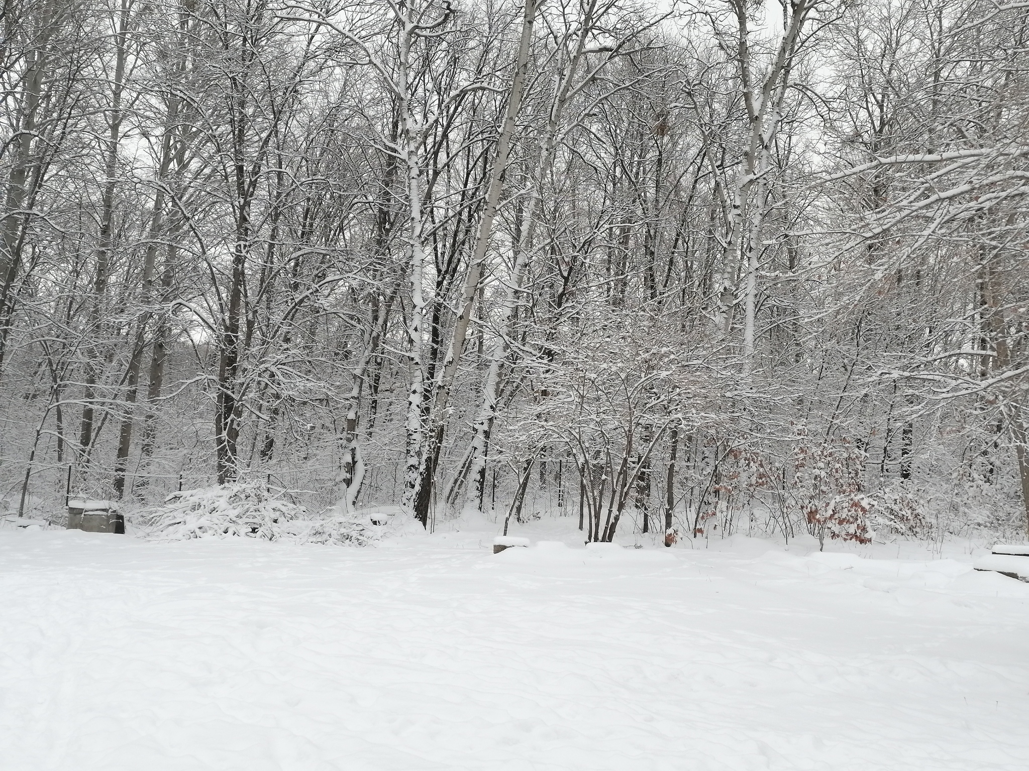 Winter - My, Winter, Snow, Landscape, Дальний Восток, Longpost, Dog