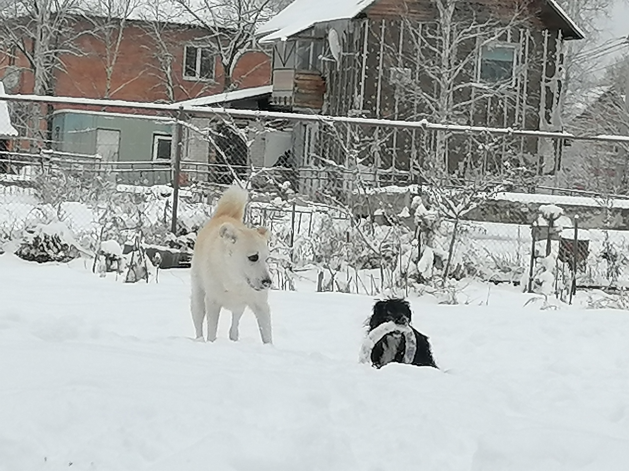 Winter - My, Winter, Snow, Landscape, Дальний Восток, Longpost, Dog