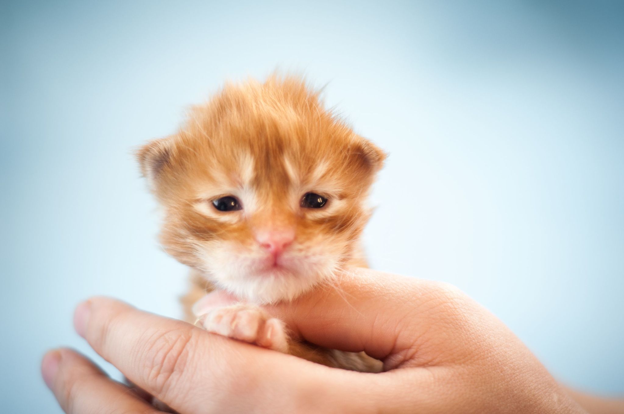 little orange - My, cat, Kittens, Little, Maine Coon, Milota, Redheads, Pets