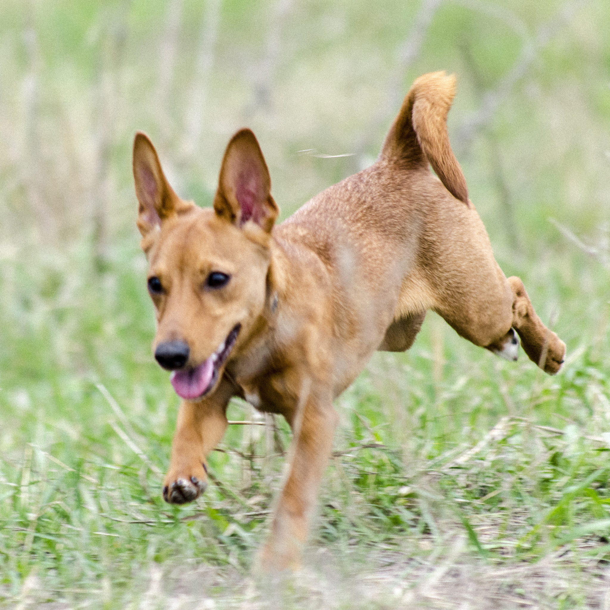 I share positive, dogs are happiness - My, Dog, Positive, Longpost