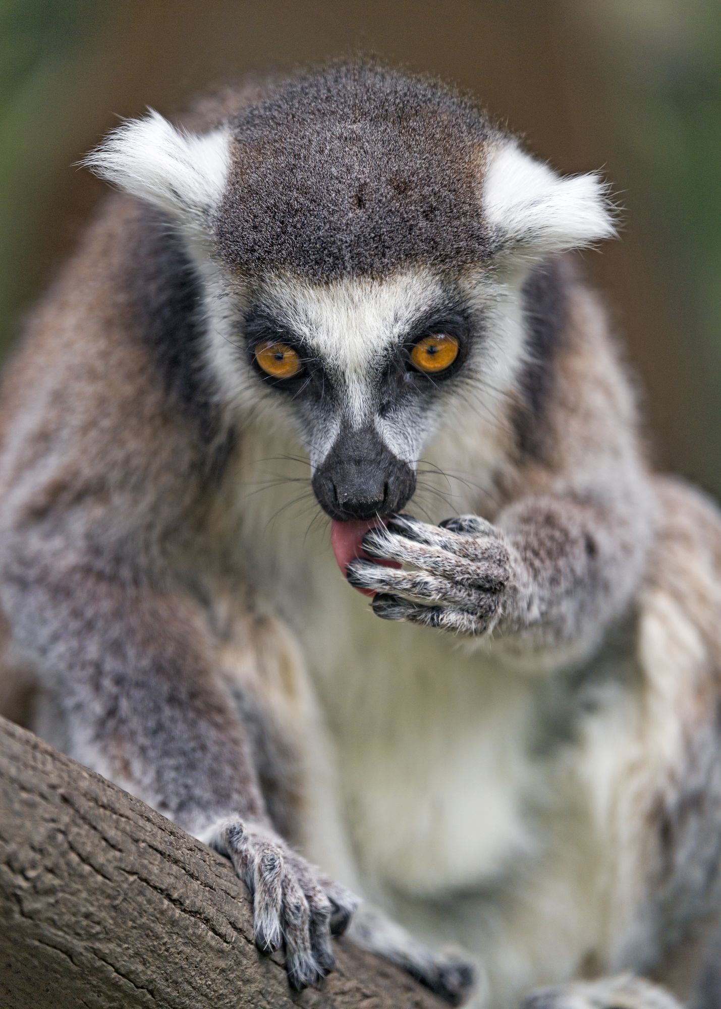 Cat lemurs - Lemur, Primates, Wild animals, Zoo, The photo, Longpost, Young