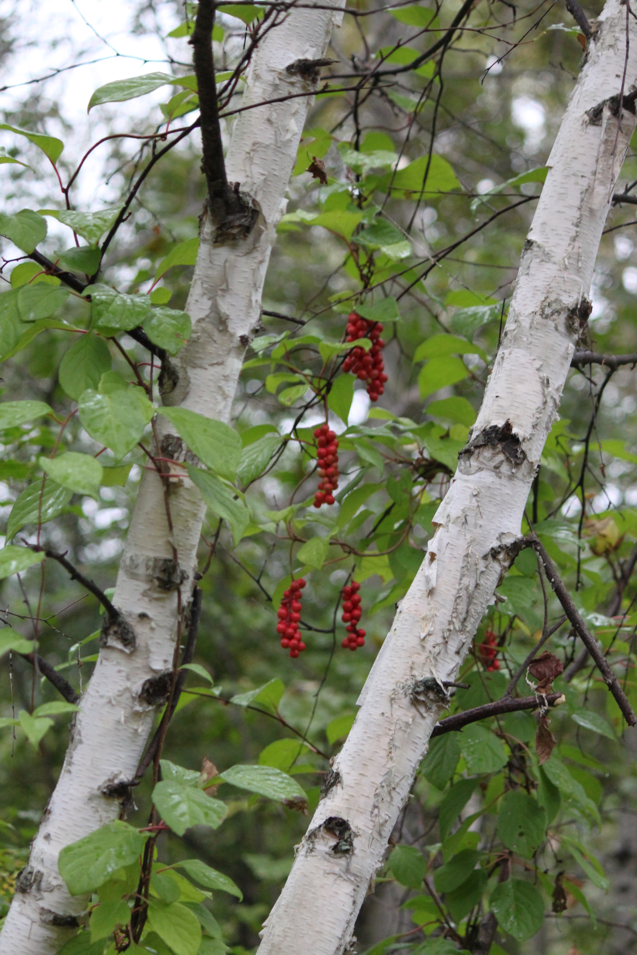 Лимонник китайский –Schizandra chinensis - лекарство от всего плохого и для всего хорошего - Моё, Приморский край, Лимонник, Природа, Ботаника, Биология, Длиннопост