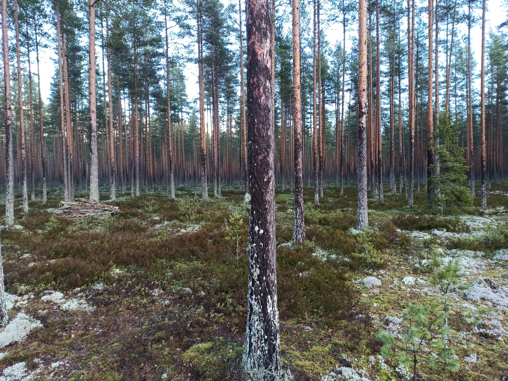 Counter-battery ch2 - My, Karelian Isthmus, Mannerheim Line, Dog, Longpost