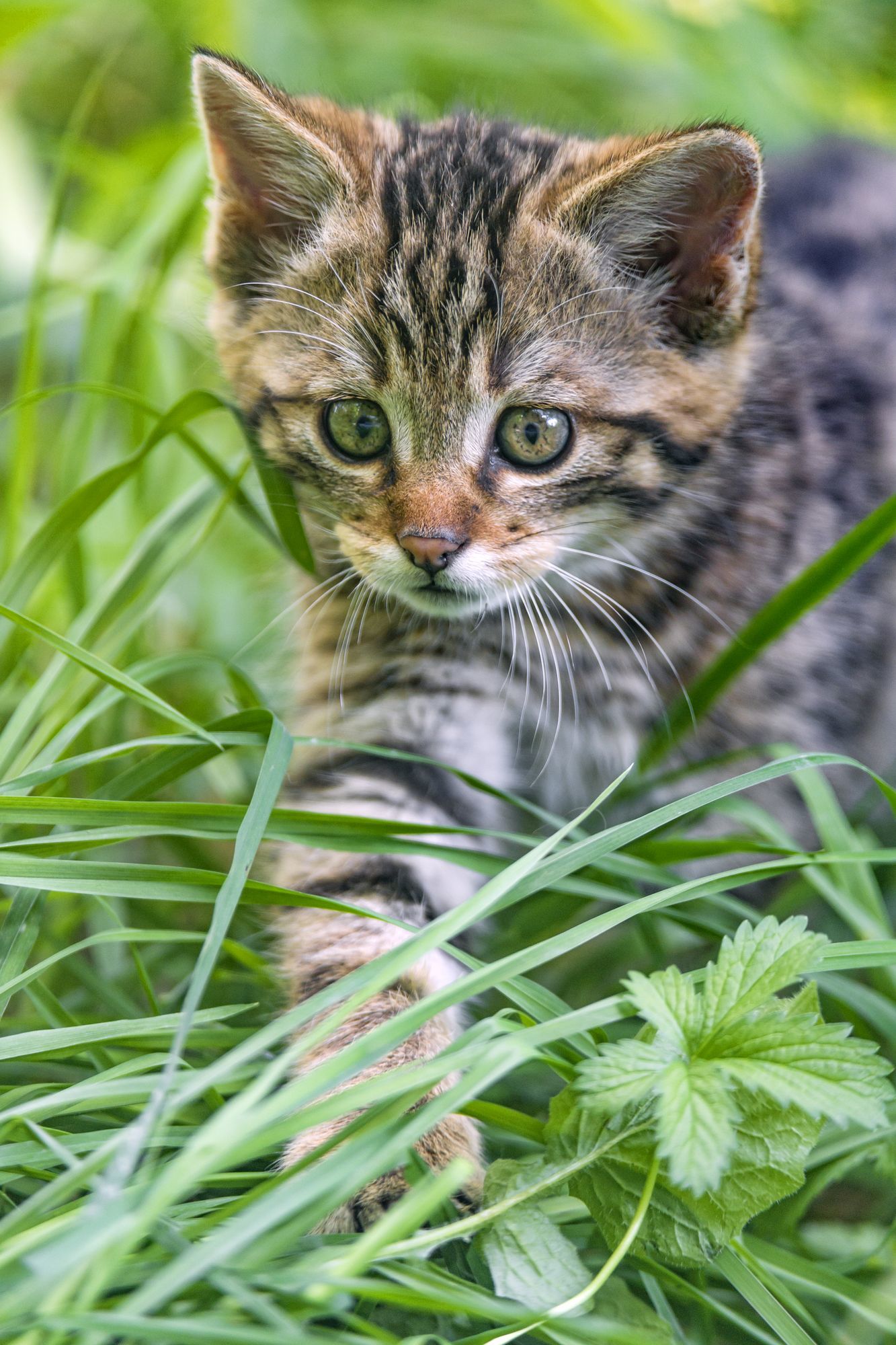 Лесной кот котята
