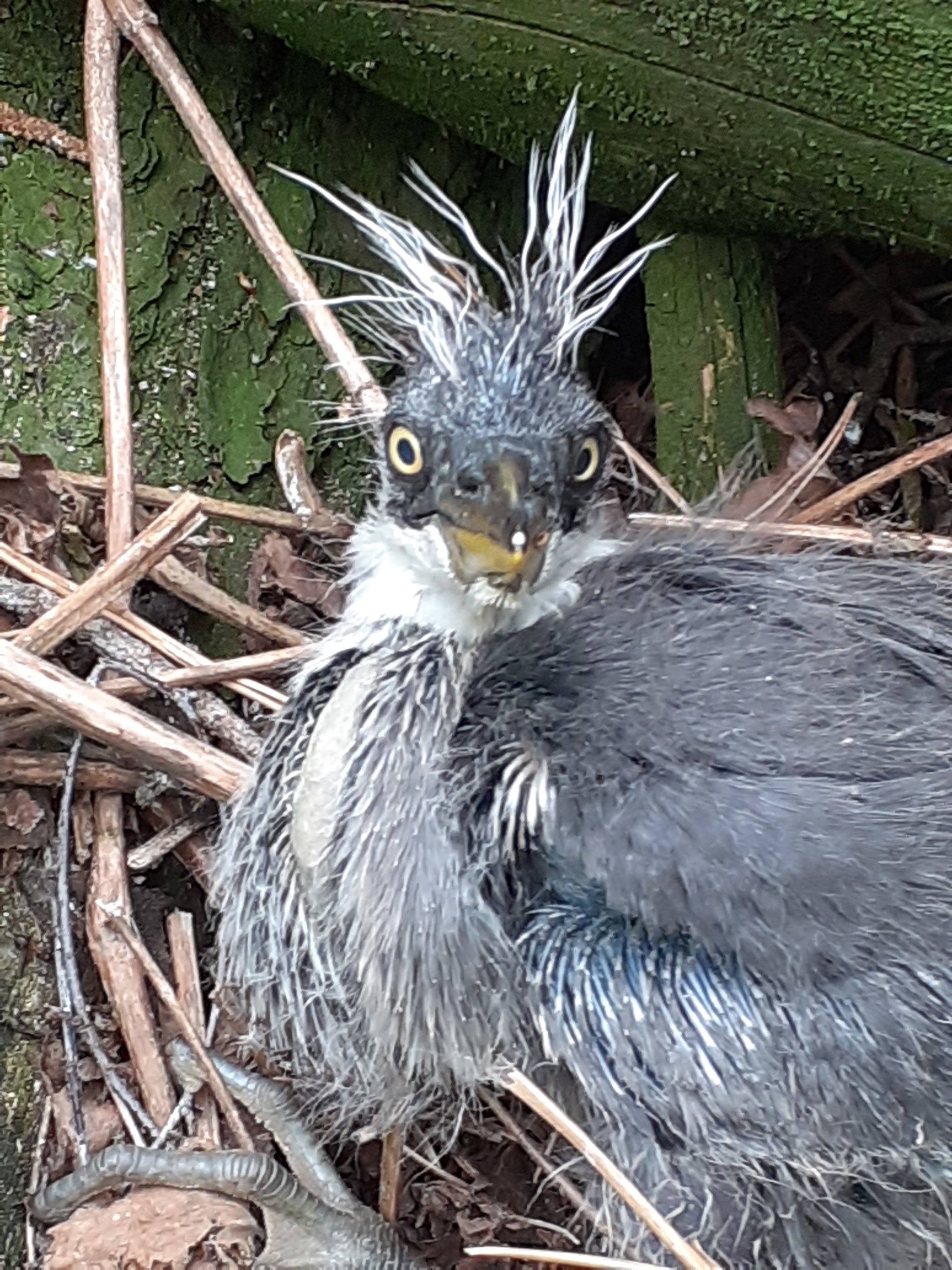 CA film - My, Wild animals, Birds, Chick, Heron, Gray heron, Interesting, Longpost