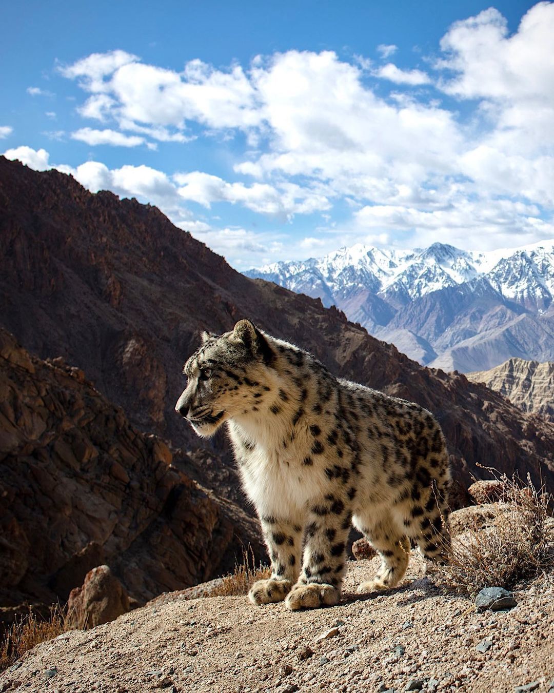 Snow Leopard - Snow Leopard, Big cats, Cat family, Predatory animals, Wild animals, wildlife, Asia, India, The photo, Longpost, Ladakh