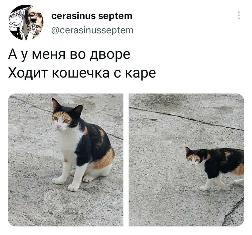 And in our yard ... - cat, Прическа, Screenshot, Homeless animals, Twitter, Repeat, Square