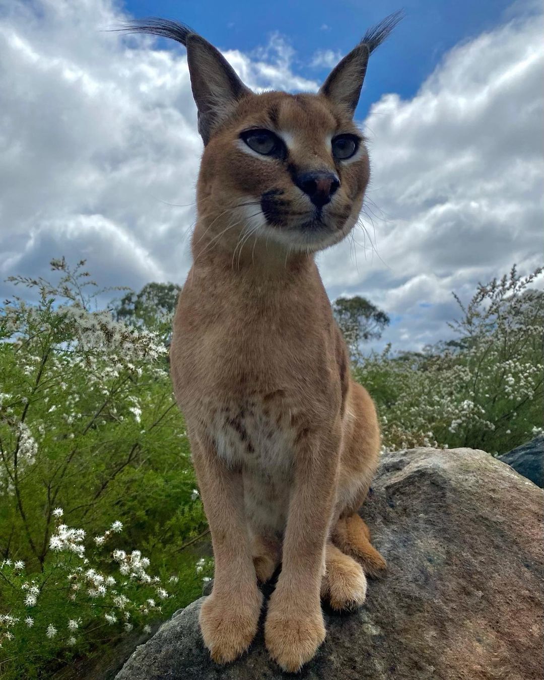 Looking for prey - Wild animals, Australia, Reserves and sanctuaries, Cat family, Wild cat center, Caracal, Small cats, Predatory animals