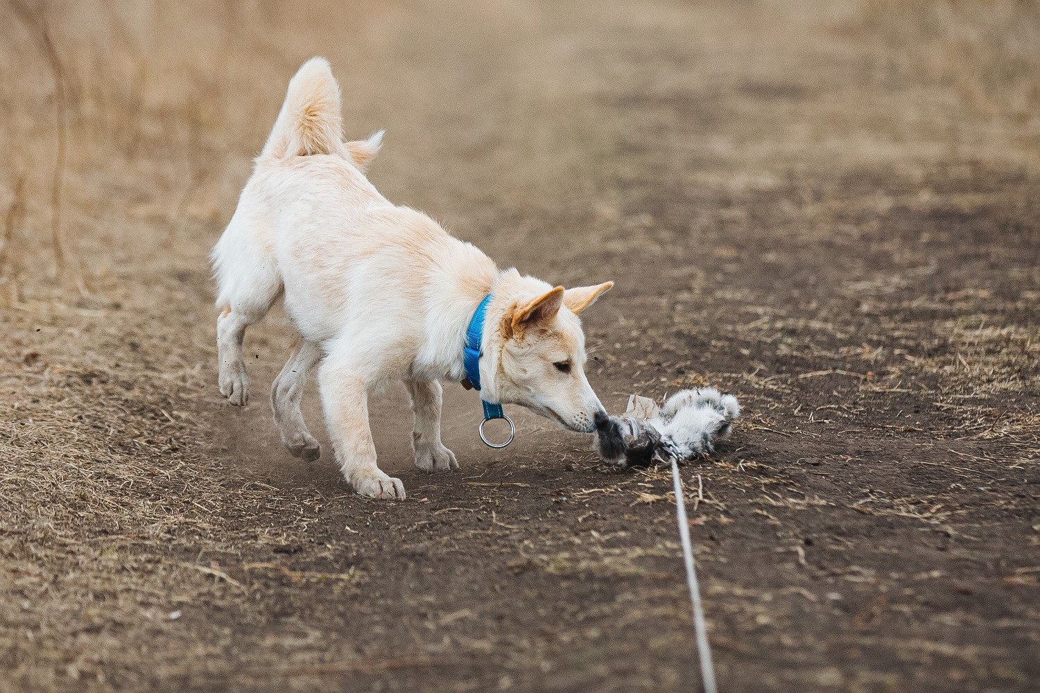 Our first coursing - Dog, Coursing, Autumn, Video, Longpost