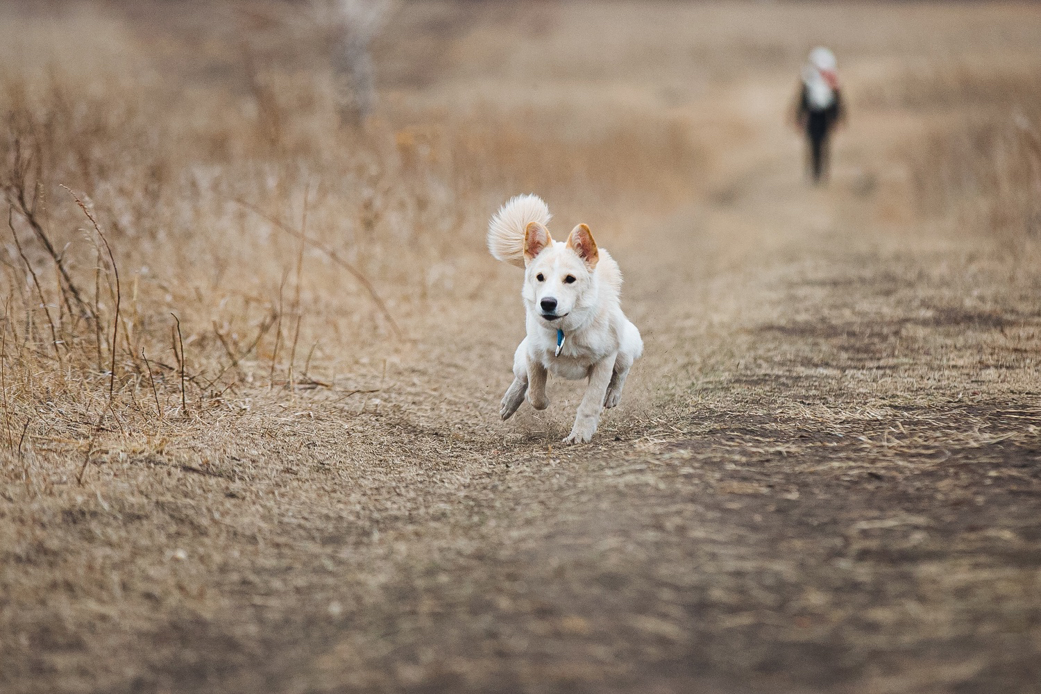 Our first coursing - Dog, Coursing, Autumn, Video, Longpost