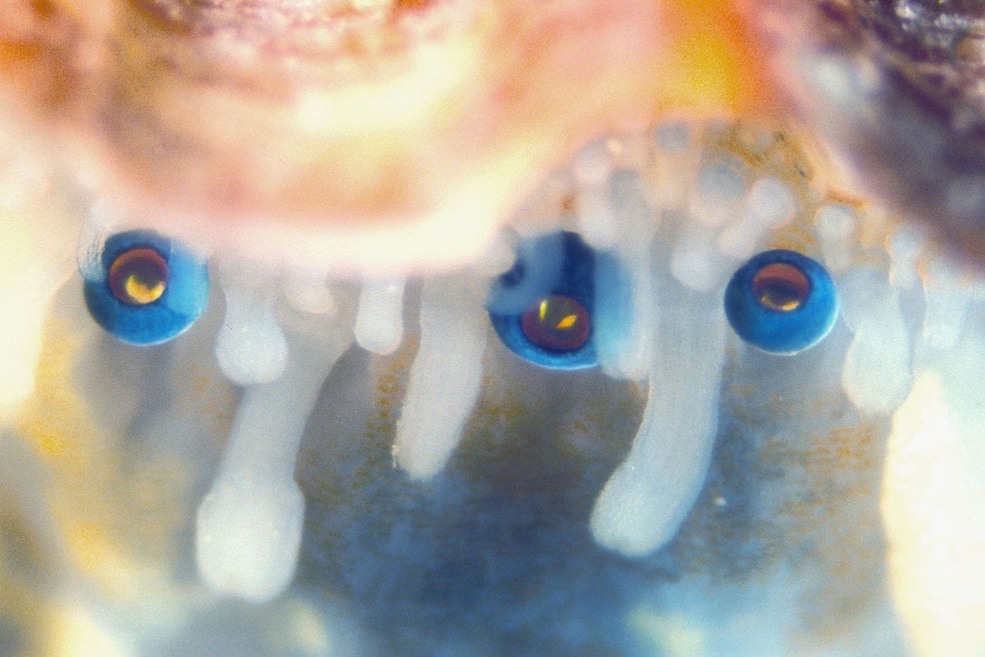 SHELLS WITH TELESCOPE EYES - My, Howard Phillips Lovecraft, Biology, Marine life, Sink, Seashells, Clam, Sea, Ocean, A life, Interesting, Informative, Longpost