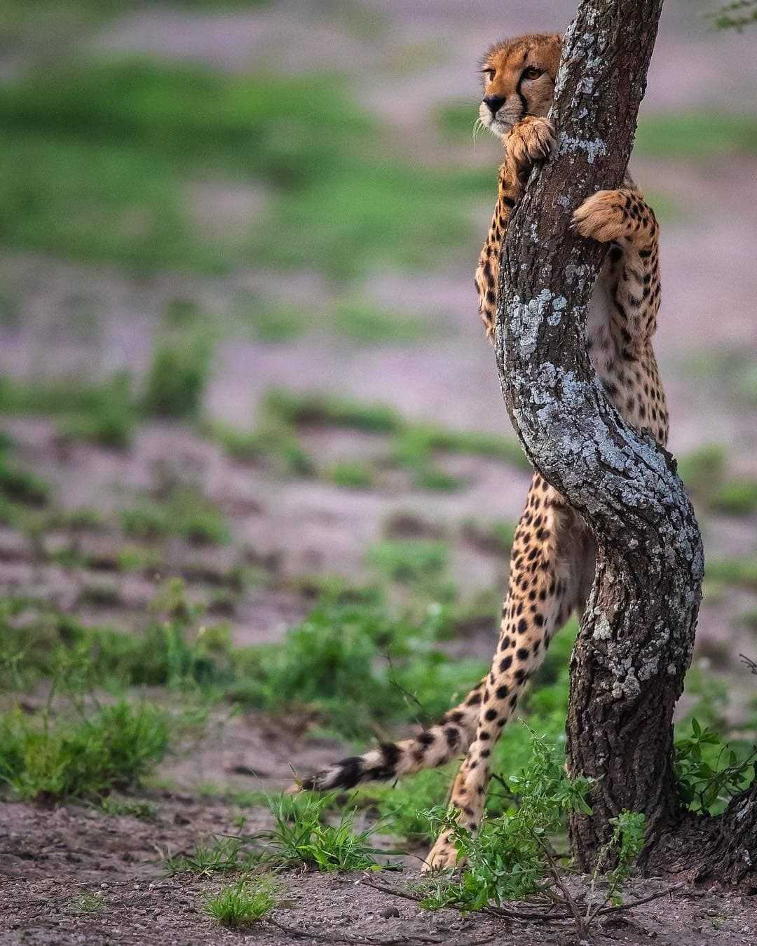 I'll wait, I'll wait for my dinner - Cheetah, wildlife, Tree, The photo, Small cats, Cat family, Wild animals, Predatory animals