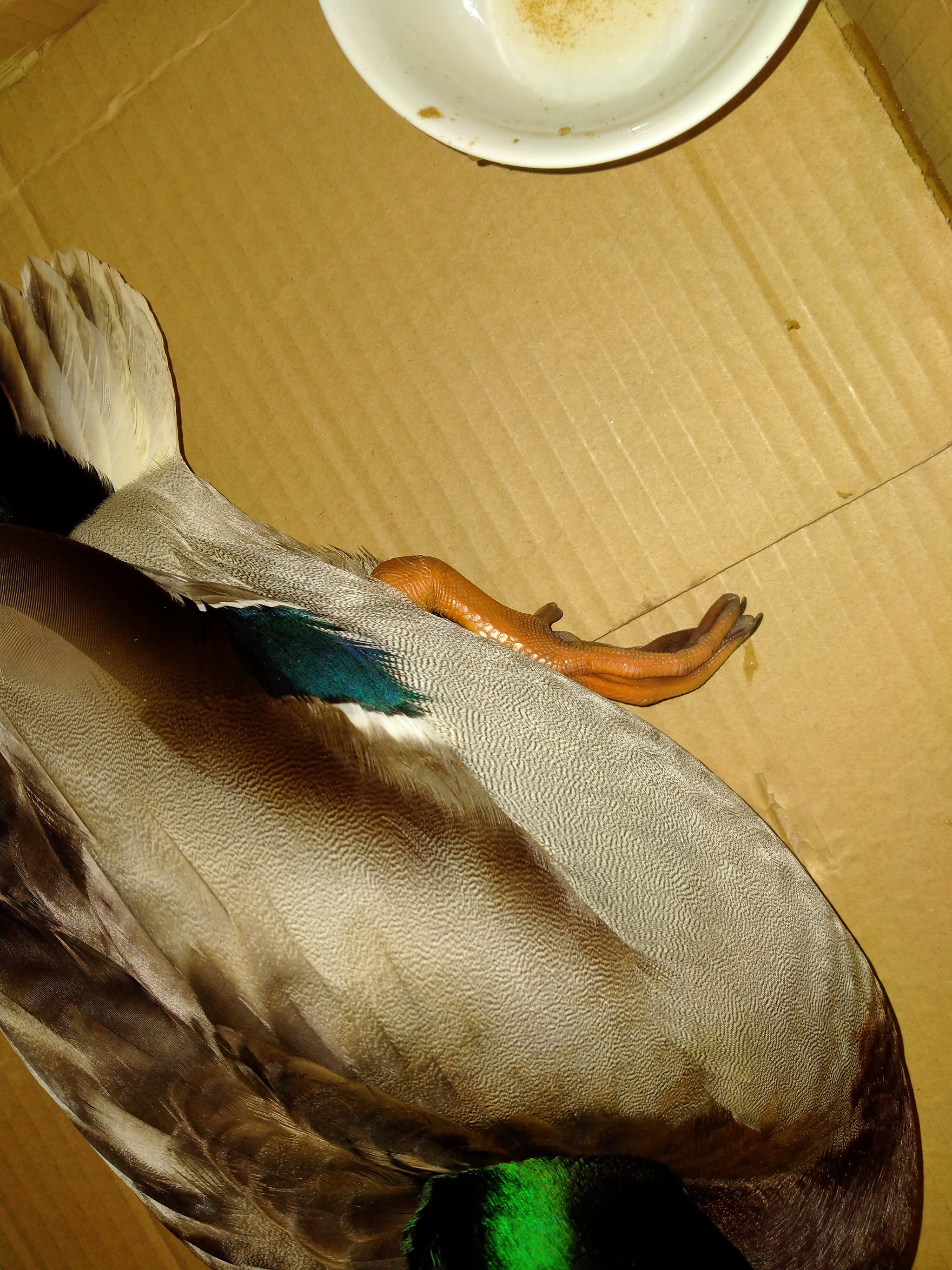 Sos Yaroslavl found a duck - My, Duck, Helping animals, Yaroslavl, No rating, Drake, Injury, Ornithology, Longpost