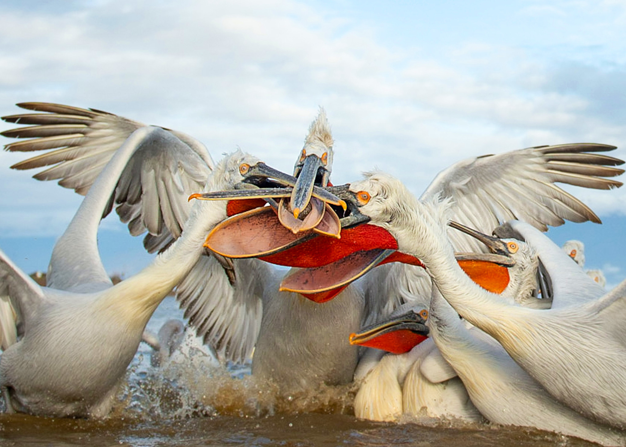 Take care of your beaks - Pelican, Birds, Wild animals, Fishing, Interesting, Greece, Macedonia, Reservoir, Longpost, Around the world